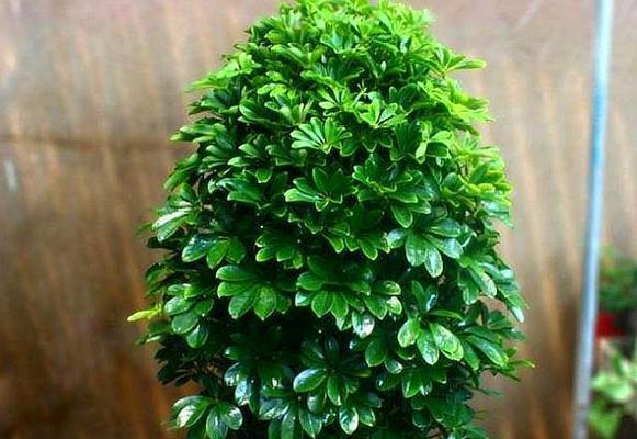 鸭掌木又叫什么树?这种植物的别名有哪些? 鸭掌木又叫什么树?这种植物的别名有哪些?