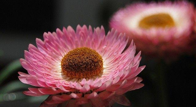 皱菊花的花语和寓意(探索皱菊花的深层含义与象征)