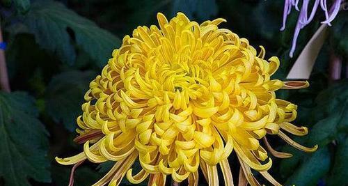 皱菊花的花语和寓意（探索皱菊花的深层含义与象征）