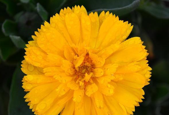 金盏花是什么颜色的？常见颜色有哪些？