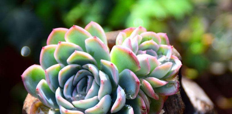 多肉植物怎么养才能长得好？掌握这些养殖方法轻松搞定！