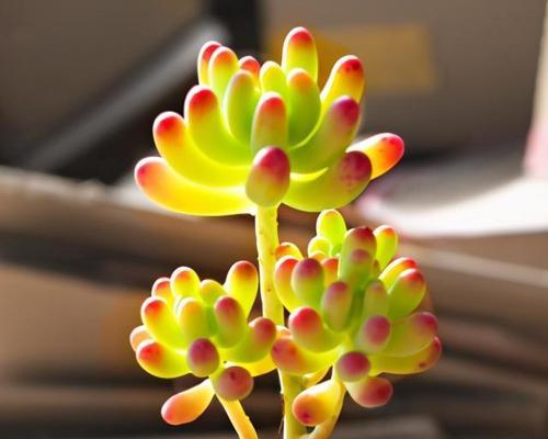多肉植物怎么养才能长得好？掌握这些养殖方法轻松搞定！