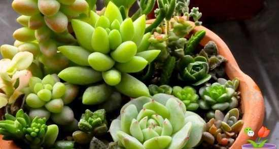 多肉植物怎么养才能长得好？掌握这些养殖方法轻松搞定！