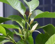 玉兰花怎么养才长得好？掌握这些技巧轻松培育美丽花朵