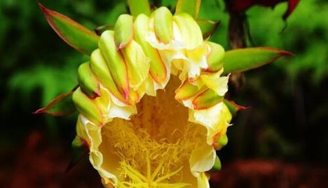 火龙果花的象征与寓意（揭示火龙果花的神秘符号与传说）