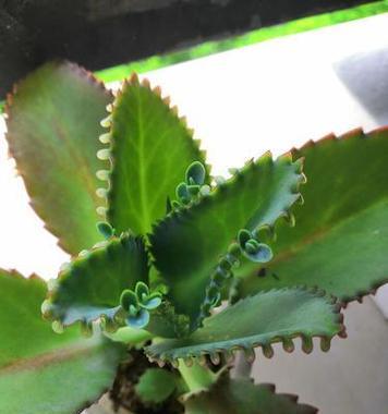 落地生根修剪方法有哪些？如何正确修剪落地生根？