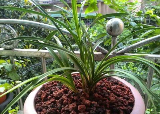 兰花是多年生植物吗？如何正确养护兰花？