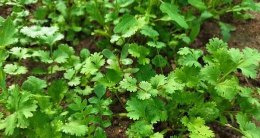 香菜播种的最佳时间是什么时候?如何确保高发芽率?