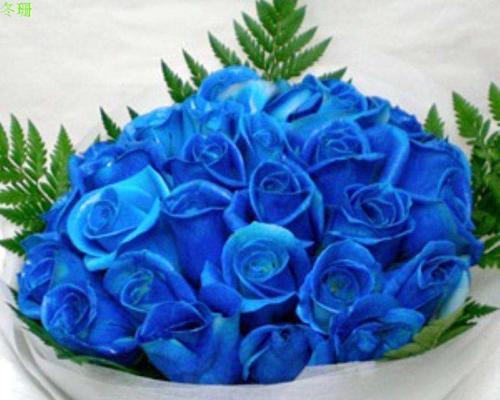 探秘蓝色妖姬的意义与象征（从色彩到灵感）