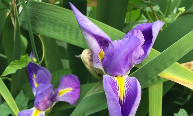 以鸢尾花的寓意，送给这样的人（揭秘鸢尾花背后的寓意和象征）