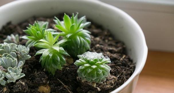 多肉植物扦插方法是什么？扦插后如何护理？