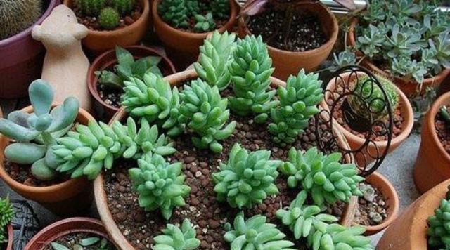 多肉植物扦插方法是什么？扦插后如何护理？