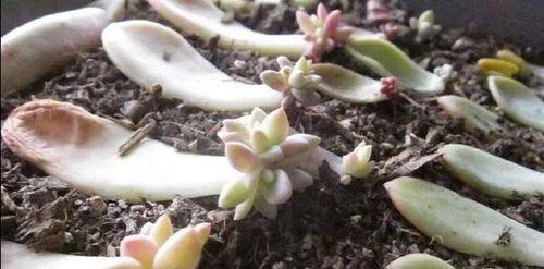 多肉植物扦插方法是什么？扦插后如何护理？