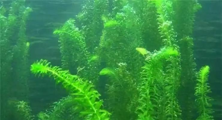 金鱼藻属于水生植物吗？它的生长环境和特点是什么？