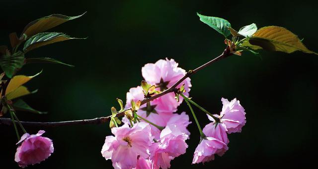 樱花花语的含义与魅力（探寻樱花背后的深层寓意）