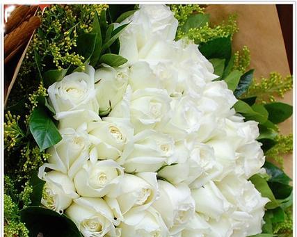 白玫瑰（白玫瑰的美丽和内涵）