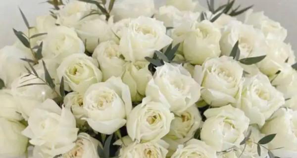 白玫瑰（白玫瑰的美丽和内涵）