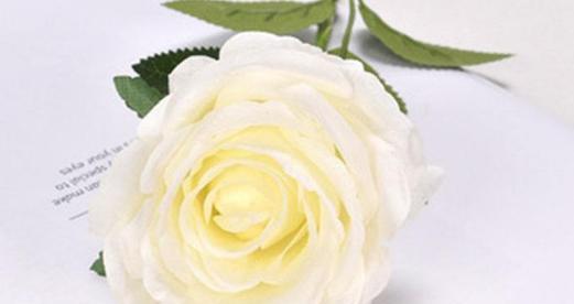 白玫瑰（白玫瑰的美丽和内涵）
