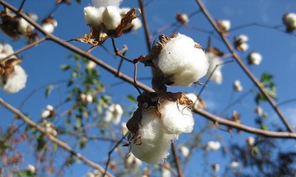 探秘棉花的花语和寓意（揭开棉花的深层含义）