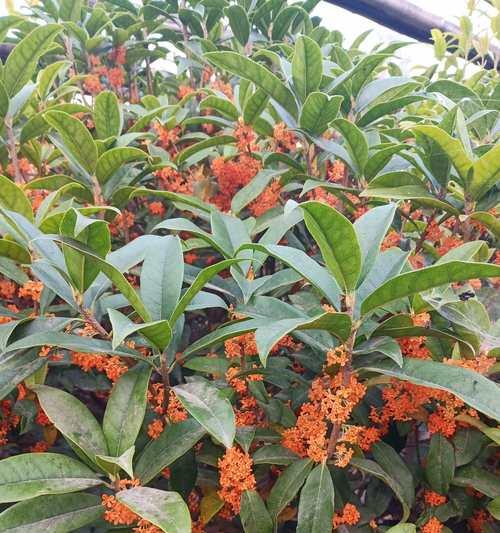 桂花树会结果实吗？如何正确养护以促进果实生长？