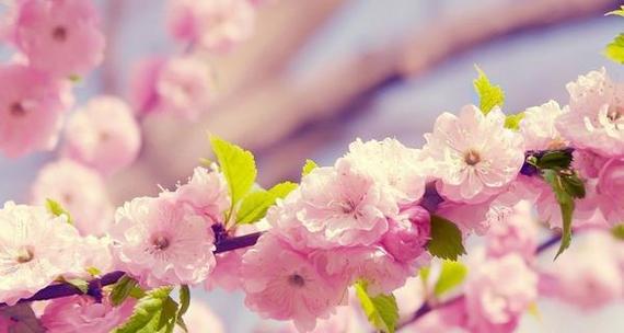 樱花的花语与寓意（探寻樱花背后的情感与象征）