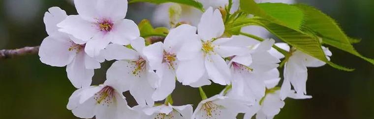 樱花的花语与寓意（探寻樱花背后的情感与象征）