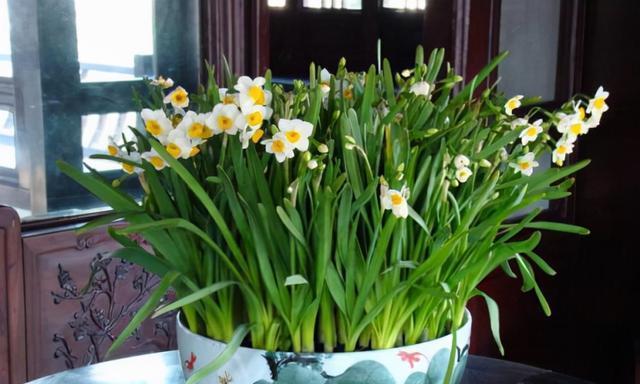 水仙能净化空气吸甲醛吗？效果如何？