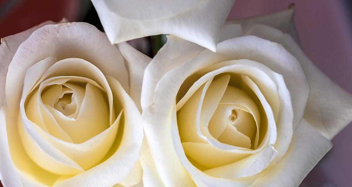 白色玫瑰的花语及象征意义（纯洁）