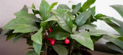 金玉满堂花如何养护才能顺利开花？