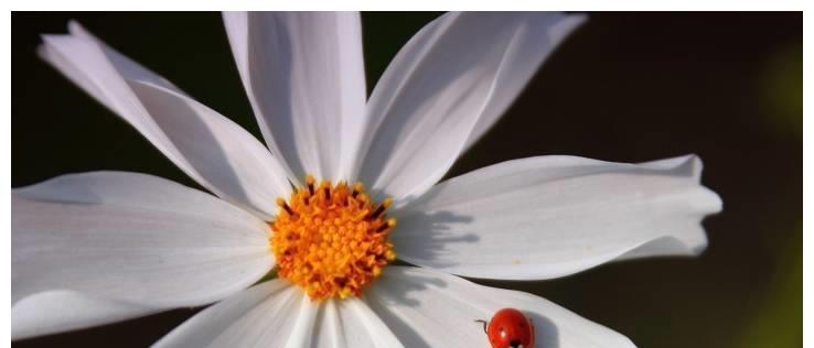 用桃子代表生肖的寓意（桃子在中国文化中的象征意义）