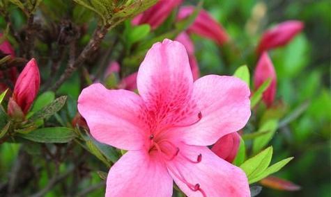 杜鹃花语与意义（探寻杜鹃花语的深层含义）