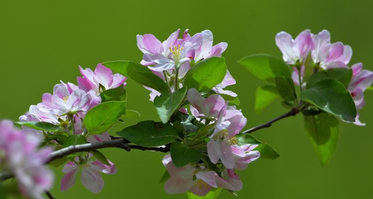 海棠花的花语及其象征意义（传递爱与美的花海棠花）