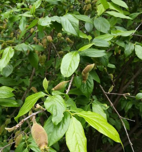 腊梅叶子卷曲了怎么办？找出原因并解决！