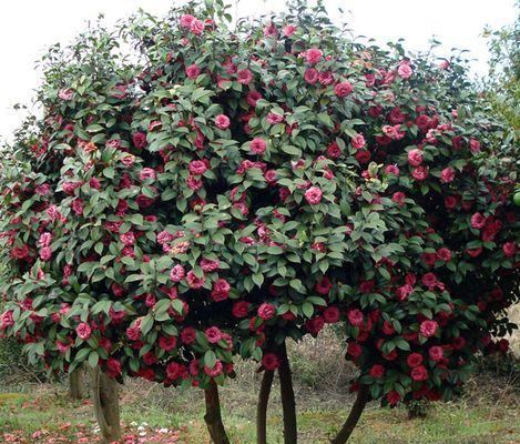 茶花树通常几月份开花？如何判断开花时间？