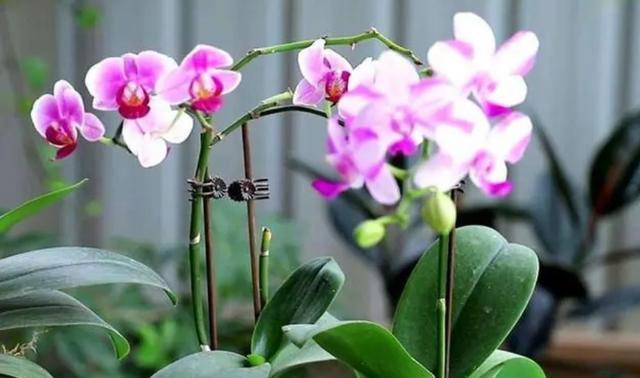 蝴蝶兰的象征意义及养护技巧(解读蝴蝶兰代表的寓意)