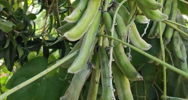 刀豆播种的最佳时间是什么时候？播种后如何管理？