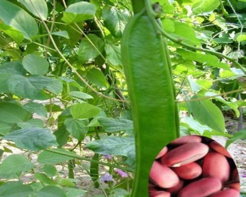 刀豆播种的最佳时间是什么时候？播种后如何管理？