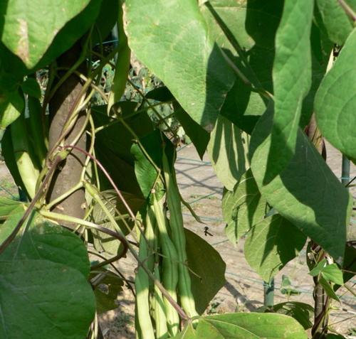 刀豆播种的最佳时间是什么时候？播种后如何管理？