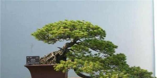 松柏生肖文化的象征意义（揭秘以松柏代表的生肖与其文化内涵）