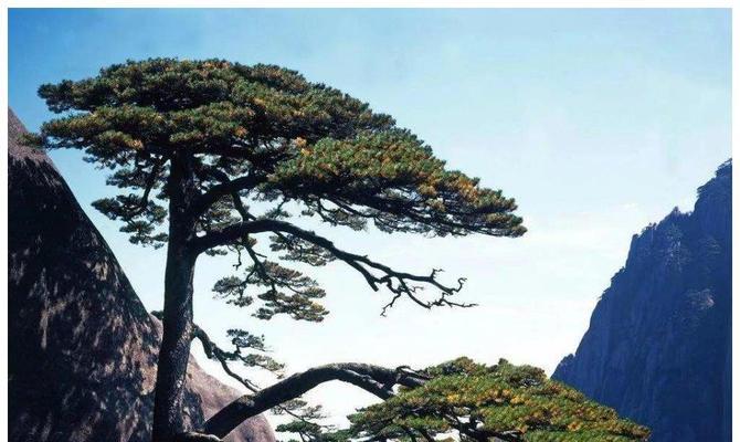 松柏生肖文化的象征意义(揭秘以松柏代表的生肖与其文化内涵)_花植网
