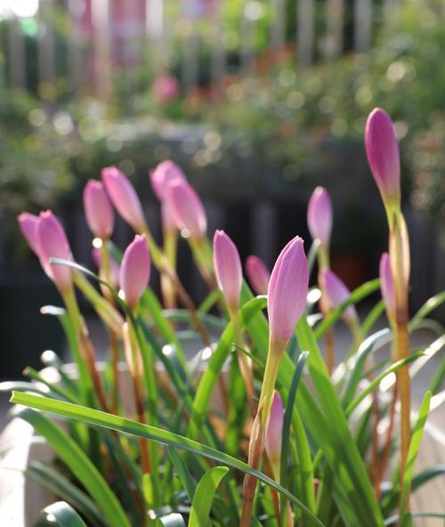 风雨兰的花语和寓意象征是什么？如何解读风雨兰的花语含义？