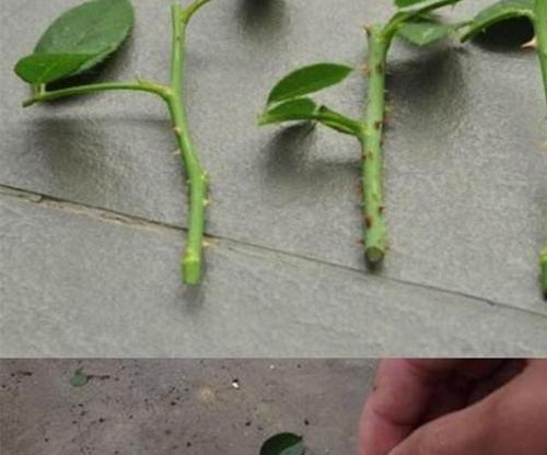 君子兰扦插方法是什么？扦插后多久能生根？