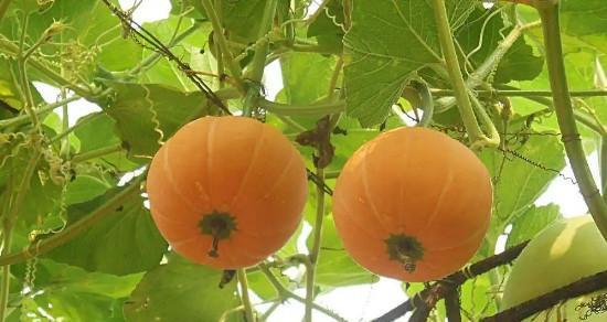 南瓜产地在哪里？全球主要南瓜种植区有哪些？