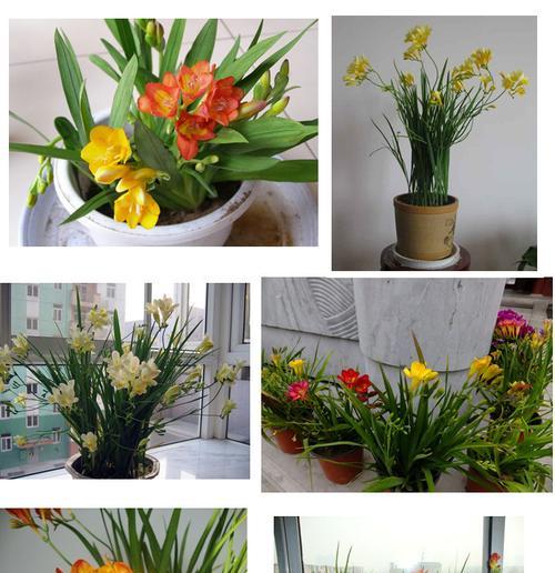 香雪兰是多年生植物吗？如何正确养护香雪兰？