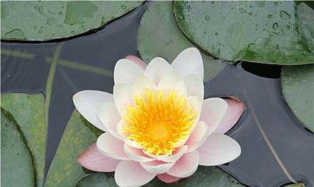 睡莲属于什么植物类别？它是花吗？