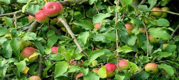 苹果树是植物吗？属于什么类型的果树？