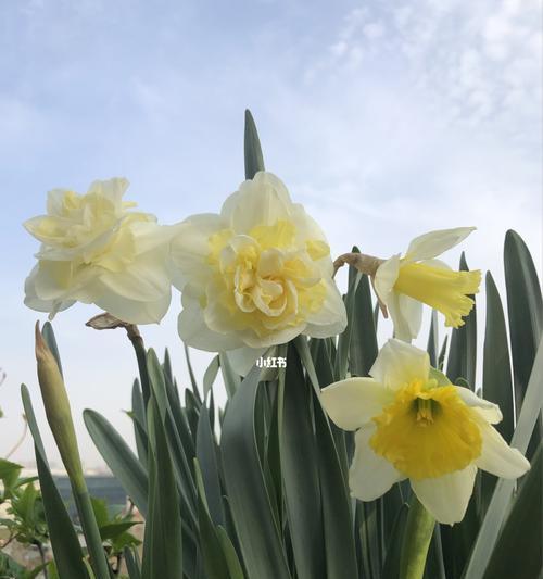 洋水仙花语的魅力（探索花语之美）