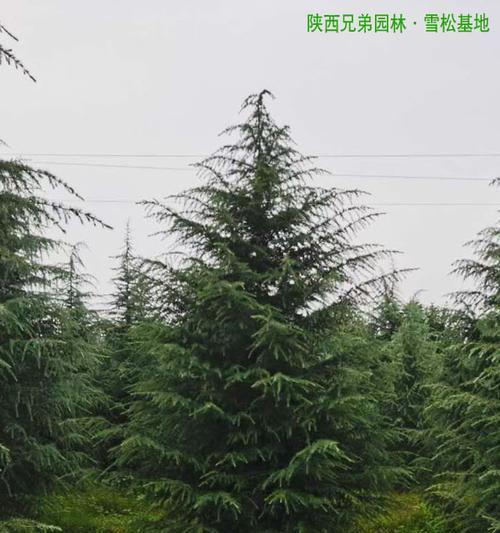 雪松的原产地是哪里?如何辨别雪松的产地?