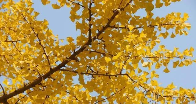 银杏树（银杏的叶落与新生）