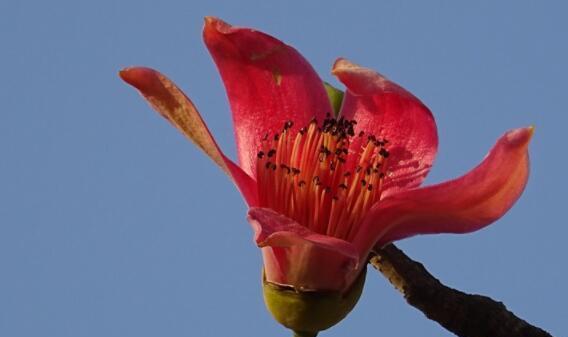 木棉花（揭示木棉花的寓意及其在文化中的重要地位）